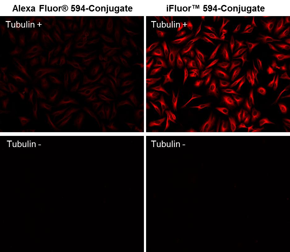 iFluor 594马来酰亚胺    货号1064