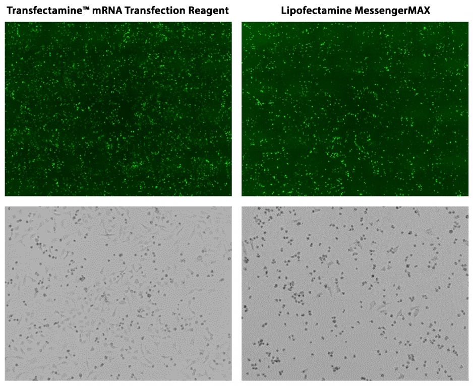 Helixyte mRNA转染试剂    货号60030