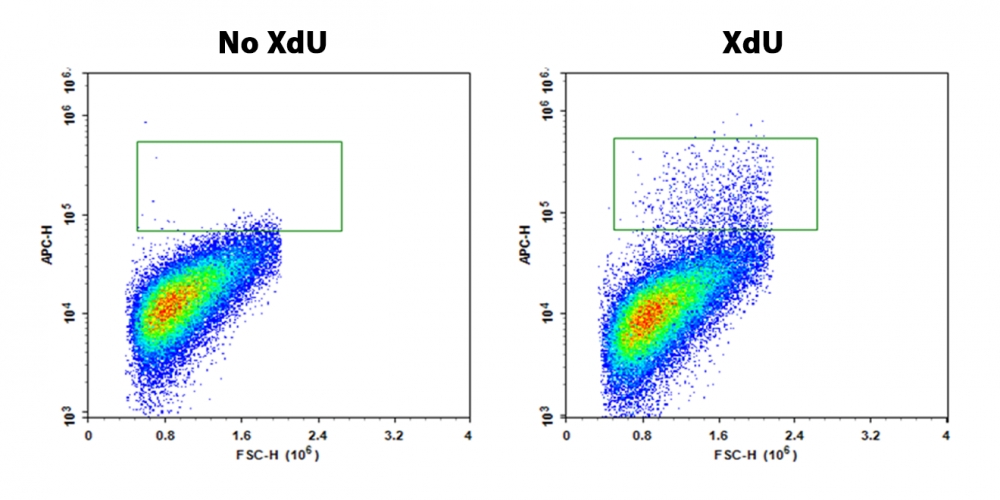 Bucculite XdU细胞增殖检测试剂盒*红色激光兼容**流式细胞术*    货号22325