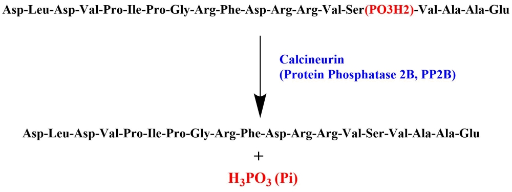 肽底物DLDVPIPGRFDRRVpSVAAE（H-Asp-Leu-Asp-Val-Pro-Ile-Pro-Gly-Arg-Phe-Asp-Arg-Arg-Val-Ser(PO₃H₂)-Val-Ala-Ala-Glu-OH）    货号31700