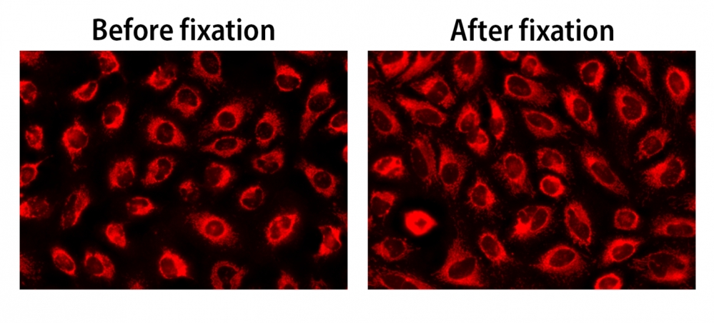 CytoFix 线粒体红色探针    货号23200