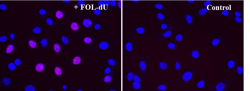 Bucculite FdU 细胞增殖荧光成像试剂盒*红色荧光**无铜*    货号22315