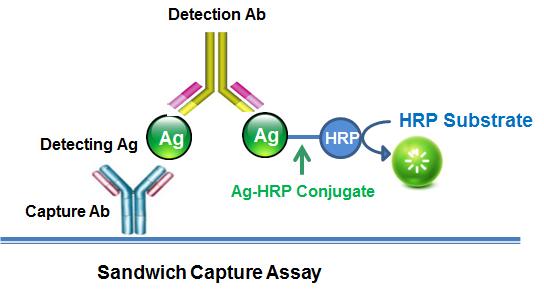 3-氨基-5-吗啉代甲基-2-恶唑烷酮（AMOZ）-HRP缀合物    货号50015