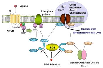 Screen Quest 胰高血糖样受体1表达细胞株    货号38005
