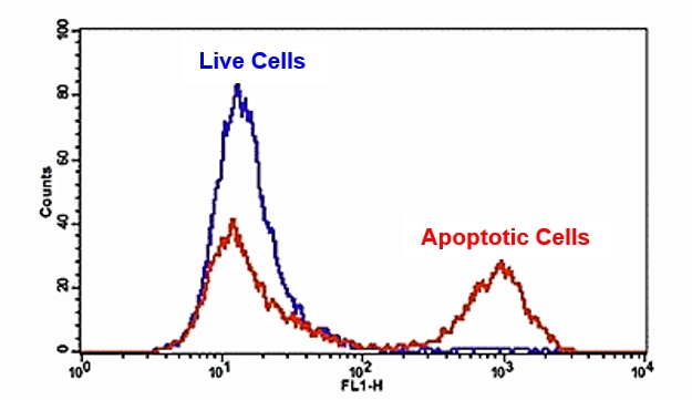 Cell Meter  FITC-Annexin V细胞凋亡检测试剂盒 适合于流式细胞仪     货号22839