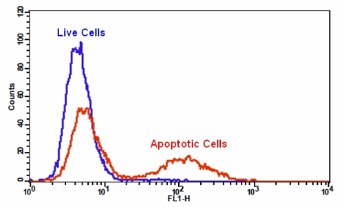 Cell Meter Caspase 3/7活性细胞凋亡检测试剂盒 绿色荧光 适合于流式细胞检测     货号22823