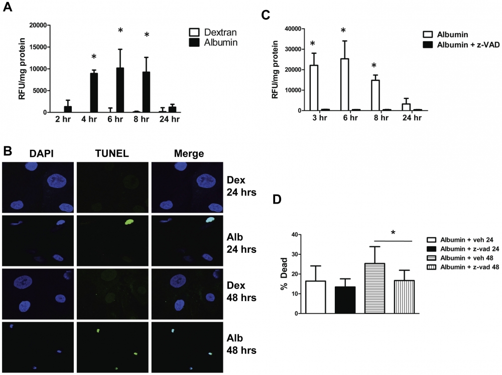 Cell Meter Caspase 3/7活性细胞凋亡检测试剂盒 蓝色荧光     货号22795