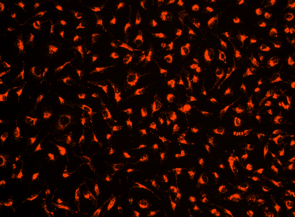 Cell Explorer 活细胞示踪试剂盒 红色荧光     货号22623