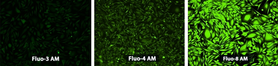 钙离子荧光探针Fluo-8, AM CAS 1345980-40-6    货号21081