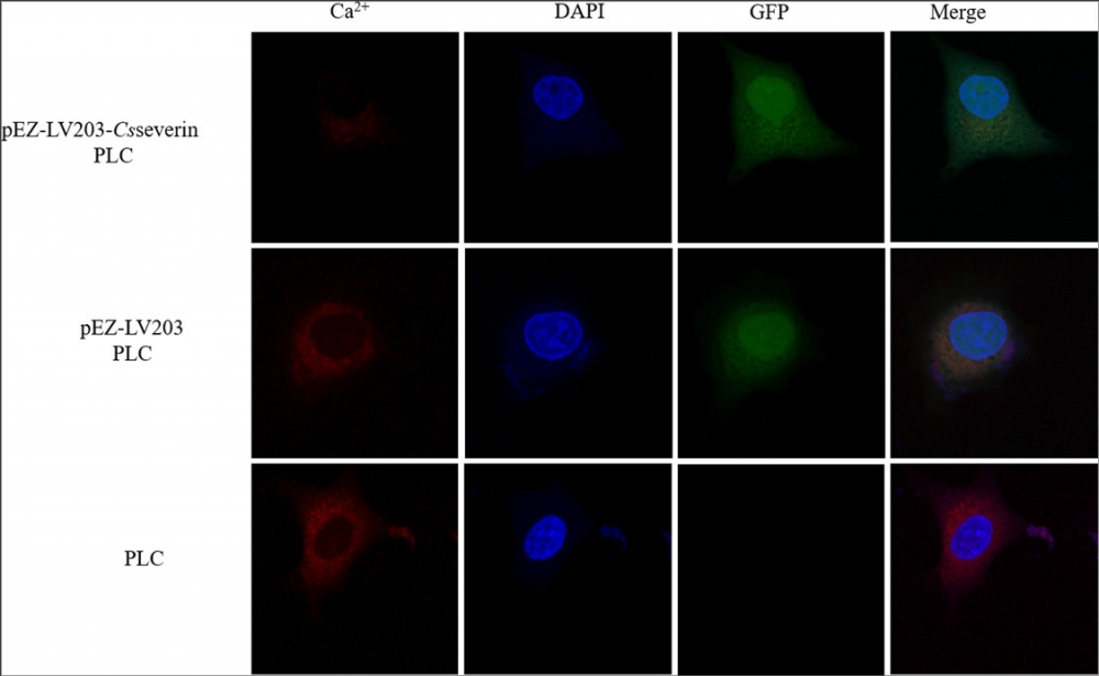 钙离子荧光探针Rhod-2, AM *CAS 145037-81-6*    货号21060