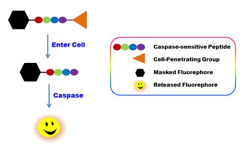 ApoBrite V570 caspase 3/7底物 细胞渗透 （停产）    货号20201