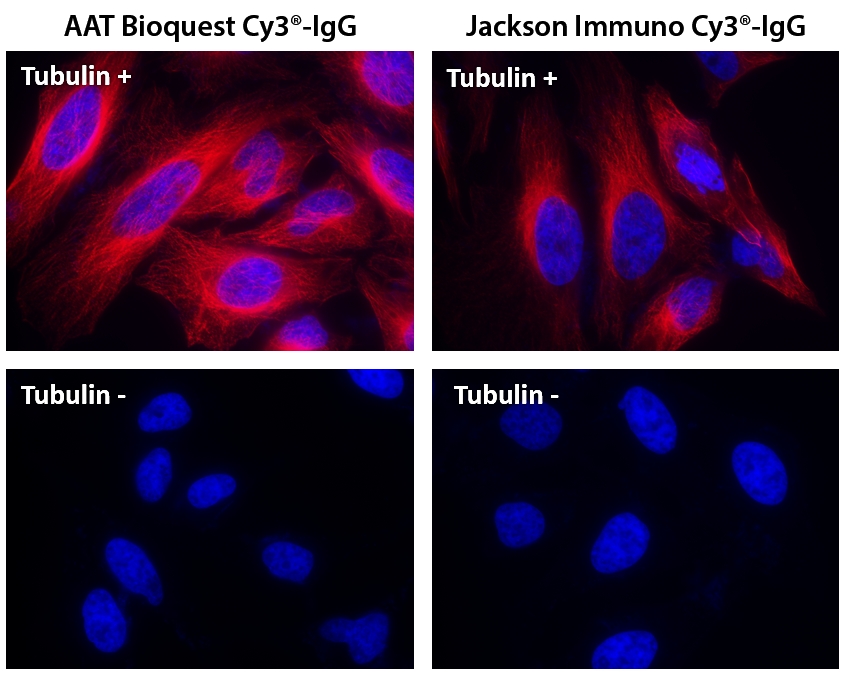 Cy3®羊抗鼠免疫球蛋白(H+L)*交叉亲和 降低干扰*    货号16862