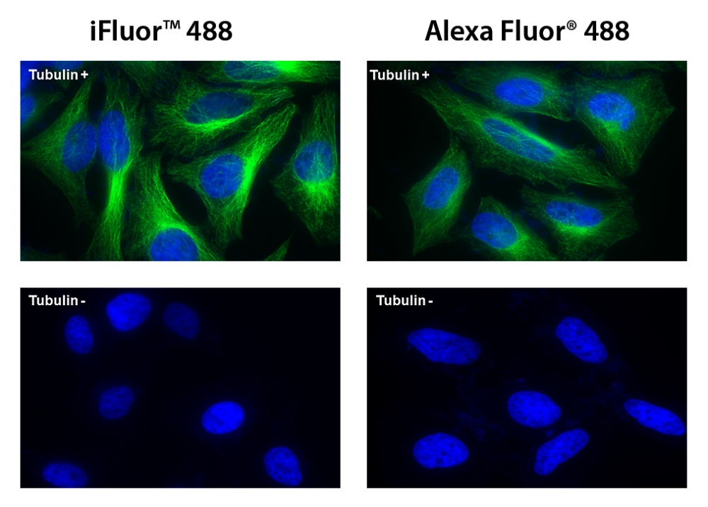 iFluor™488羊抗鼠免疫球蛋白(H+L)*交叉亲和 降低干扰*    货号16773