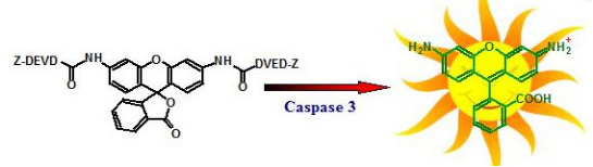 Amplite 荧光法Caspase 3/7活性检测试剂盒 绿色荧光    货号13503