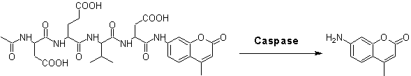 Amplite 荧光法Caspase 3/7活性检测试剂盒 蓝色荧光 货号13502