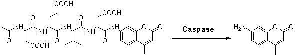 Amplite 荧光法Caspase 3/7活性检测试剂盒 蓝色荧光     货号13502