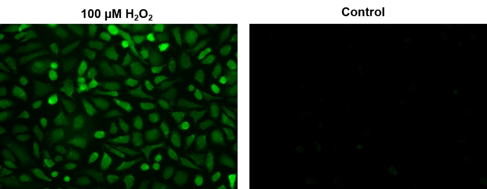 活性氧 Cell Meter 细胞内荧光法过氧化氢检测试剂盒 绿色荧光    货号11503