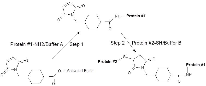 SMCC Plus 增强了水溶性,交联效率和稳定性 CAS 92921-24-9 货号4503