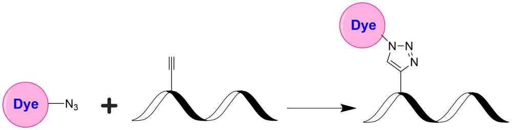 Tide Fluor 6WS叠氮化物    货号2302