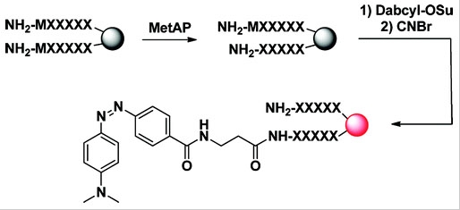 DABCYL SE 4-[4-(二甲基氨基)苯偶氮]苯甲酸 N-丁二酰亚胺酯 CAS 146998-31-4    货号2005