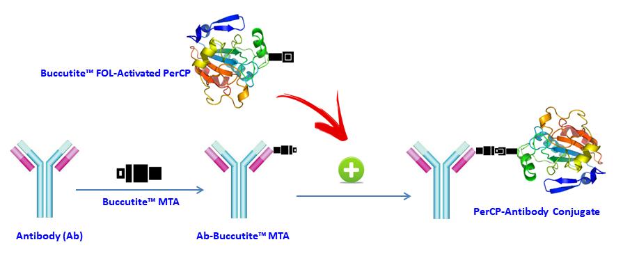 Buccutite PerCP抗体标记试剂盒 标记25ug抗体    货号1353
