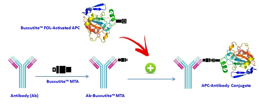 Buccutite APC-Cy5.5抗体标记试剂盒（标记25ug抗体）    货号1350